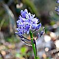 Scille lis-jacinthe (scilla lilio-hyacinthus)