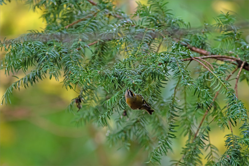 Oiseau roitelet TB 081221 ym 5 dos