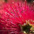 callistemon14-03