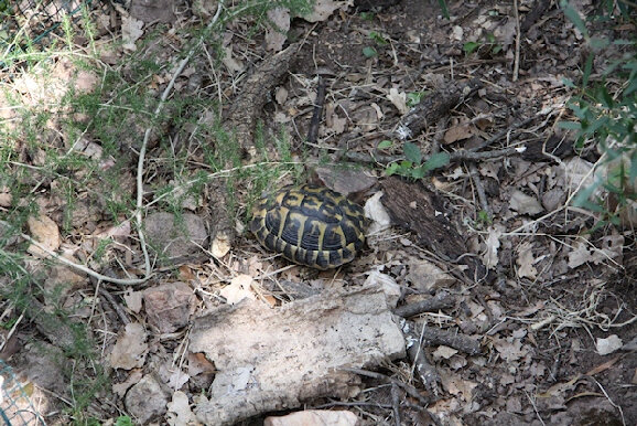 Village Des Tortues De Gonfaron Var Photos Personnelles D Animaux