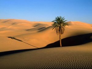 arbre dans le désert