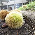 C'est déjà l'automne ! : rennes beaulieu le 2 octobre 2014 (1)