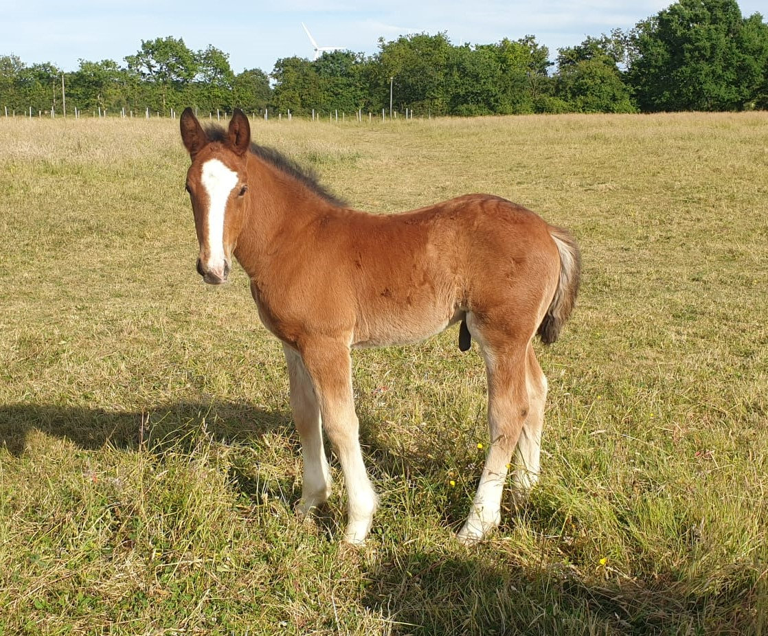 POULAINS MALES 2022 COB NORMAND ELEVAGE DES ROCHES POULAINS MALES 2022 COB NORMAND ELEVAGE DES ROCHES
