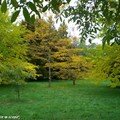 Couleurs d'automne des Acer Callipes