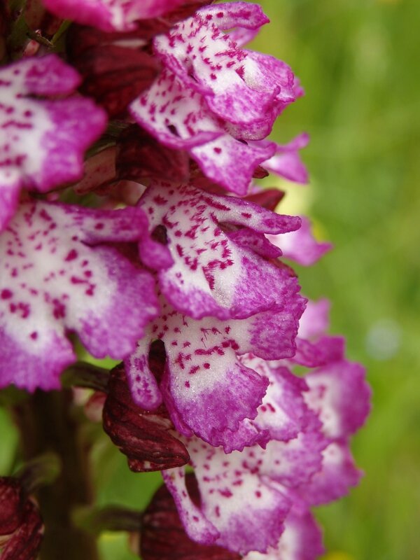 orchis pourpre (3)