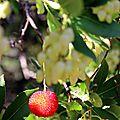 IMG_5590 - Copie