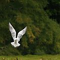 Mouette