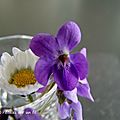 Les premières violettes...