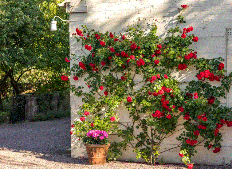 &rose12