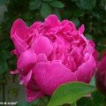Les pivoines