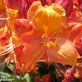 Rhododendrons orange-feu