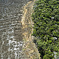 40% de la forêt amazonienne risque de devenir savane