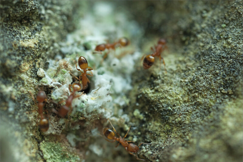 SM mur insectes 160519 21 entrée fourmiliaire fourmis