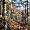 Sous les h�tres par l'automne d�v�tus...