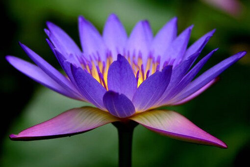 lotus