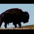 Bisons dans la Prairie