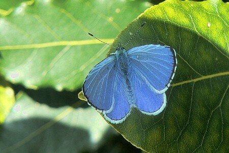 papillon_blue