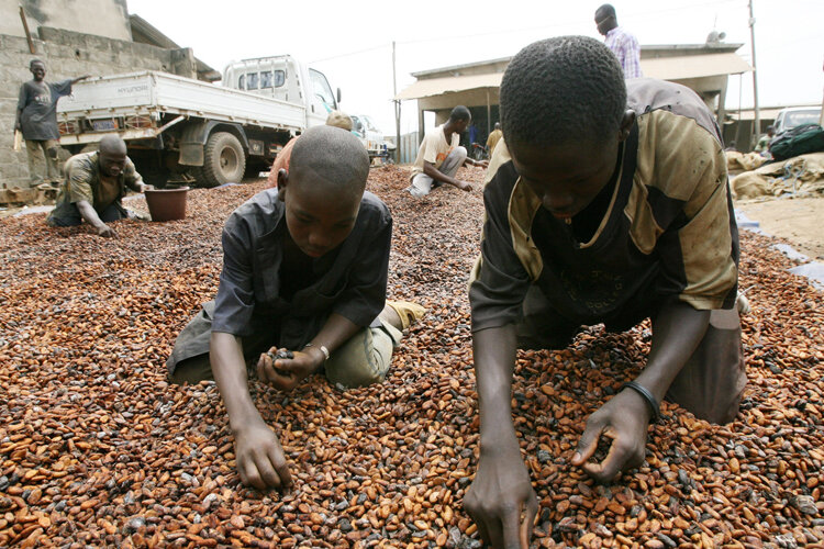 cacao