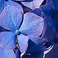Merveilleuses couleurs d'hortensia ...