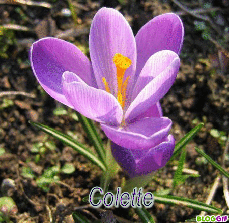 Joyeux Anniversaire Marie Le Blog De Colette Villeparisis J Aime Les Gifs