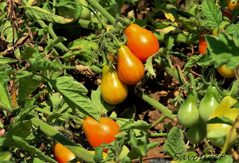 Tomates_poire