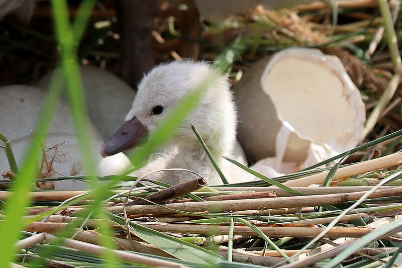 Un Petit Cygne Est Ne A La Baie De Memard La Faune Au Fil Des Randos