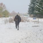 2_decembre_2010__17_