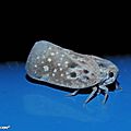 Cicadelle pruineuse • Metcalfa pruinosa • famille des Flatidae