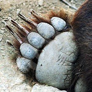 a-grizzly-bear-paw-thumb3269371