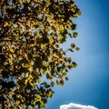 Couleurs d'automne