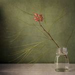 photo by petitcabinetdecuriosité