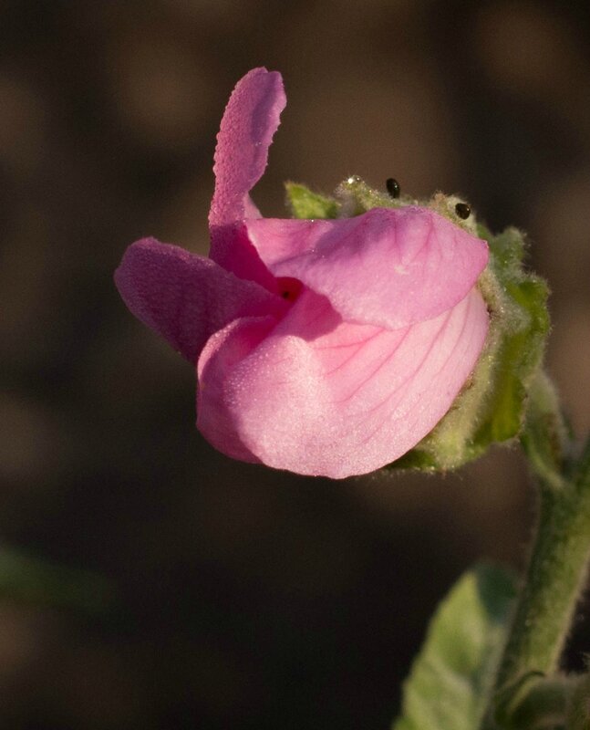 fleur aux yeux2