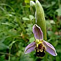 Ophrys abeille