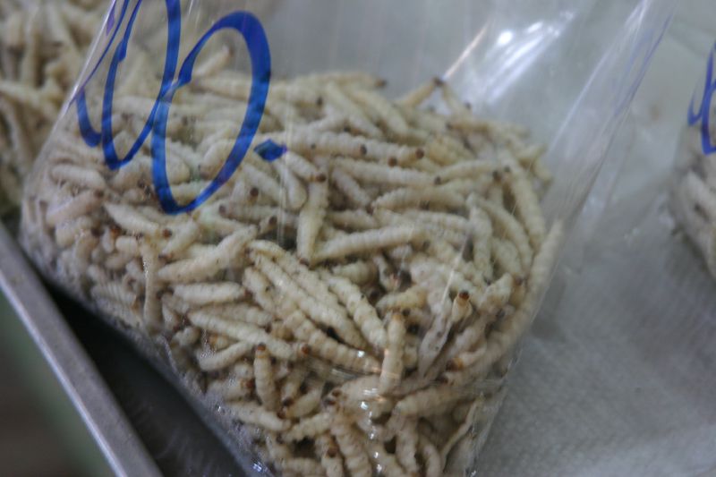 Vers de bambou Vers de bambou