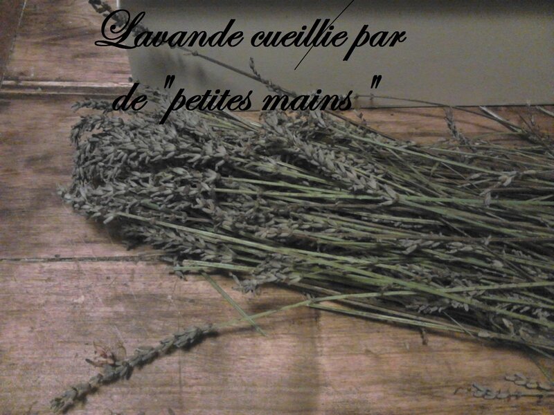 lavande