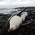 Grande-bretagne : l’unique population d’orques résidente proche de l’extinction
