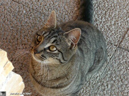 Chat domestique • Felis silvestris catus