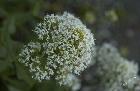 centranthus_blanc