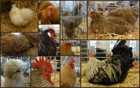 poules