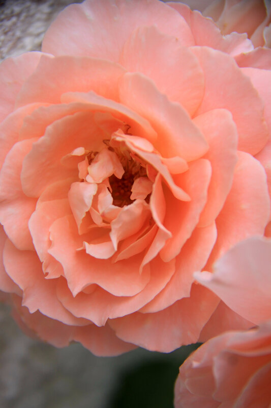 Instants fleuris du jour (30)