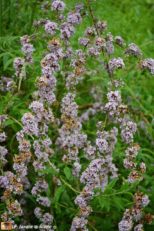 Buddléia-alternifolia