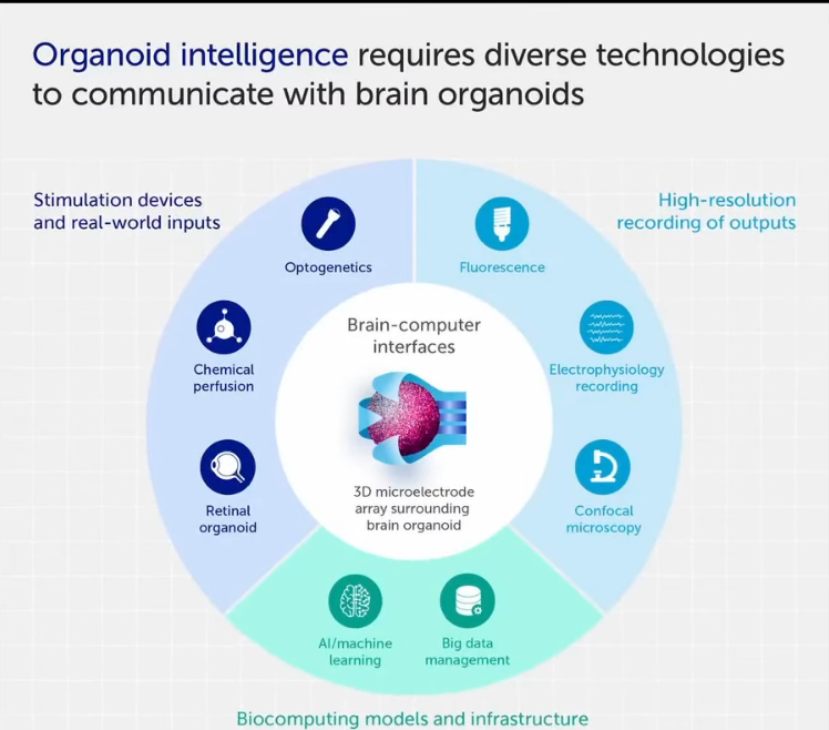 organoid intelligence