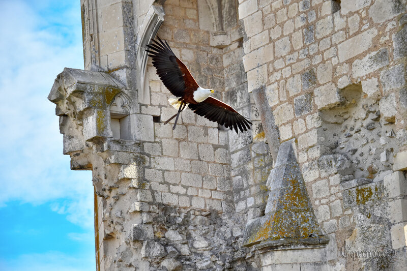 De la chasse au vol des seigneurs à la vénerie dans le Poitou - Voyage dans le temps et aperçu Historique de la Fauconnerie (2)