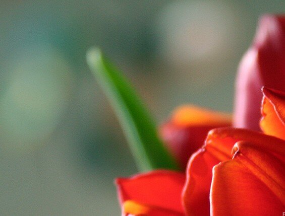 tulipes
