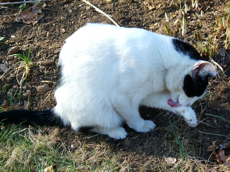 Cat_licking_it's_paw_-_by_tracy