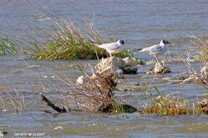 Couple_de_mouettes