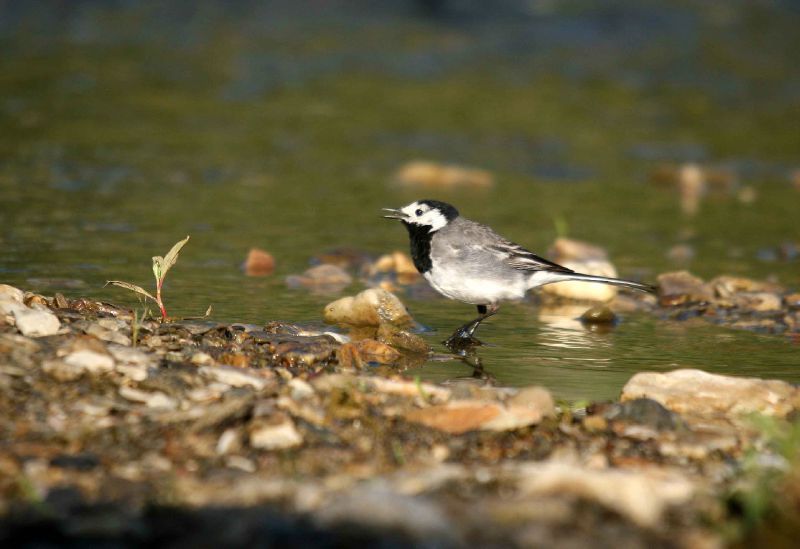 Ah Ces Enfants Oiseaux Et Compagnie