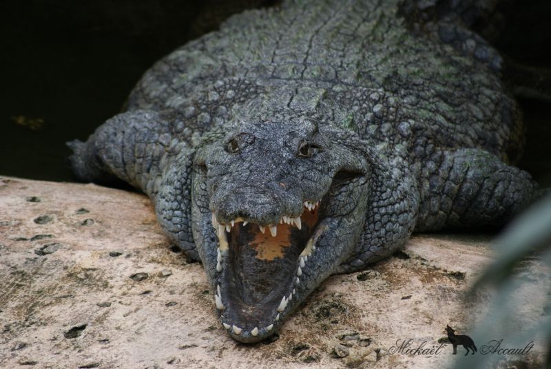 Le crocodile du Nil