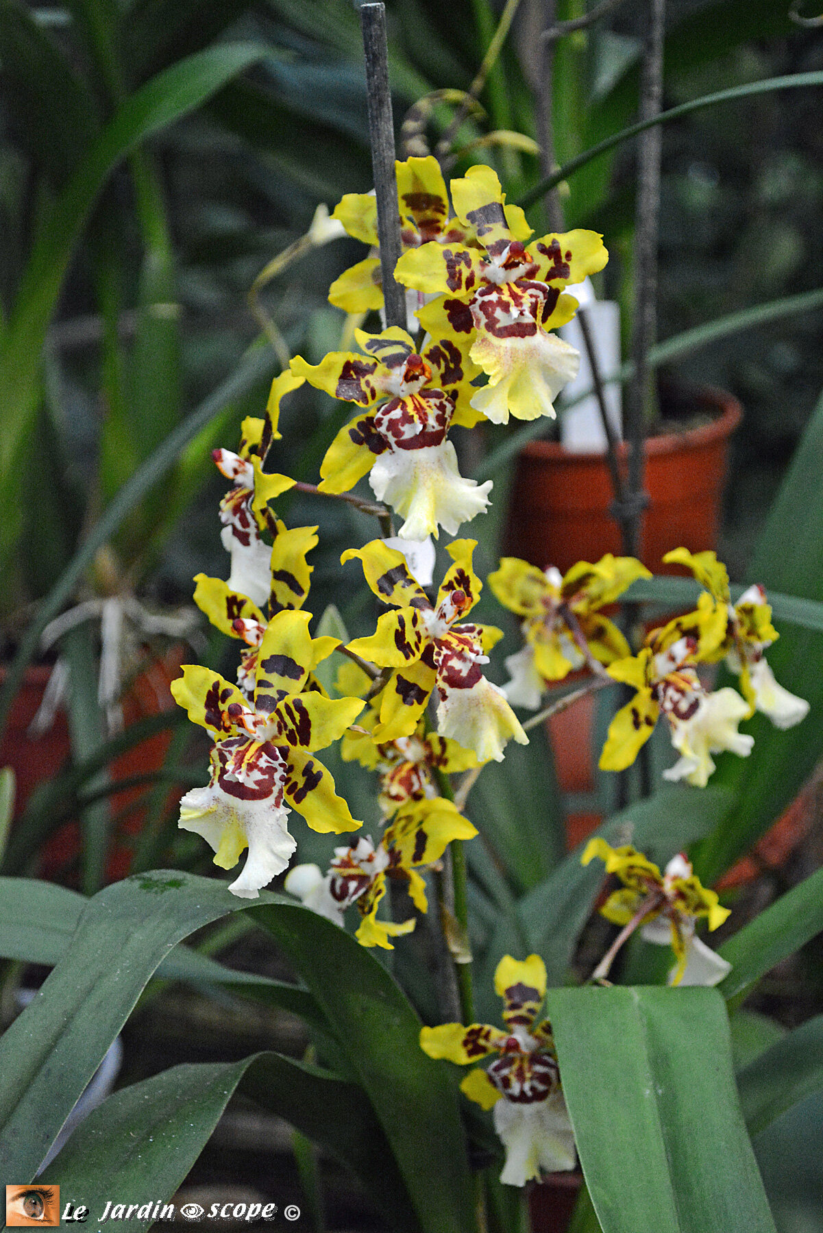 Orchidée phalaenopsis avec sont cache pot – Commerces de la  Chartre-sur-le-Loir
