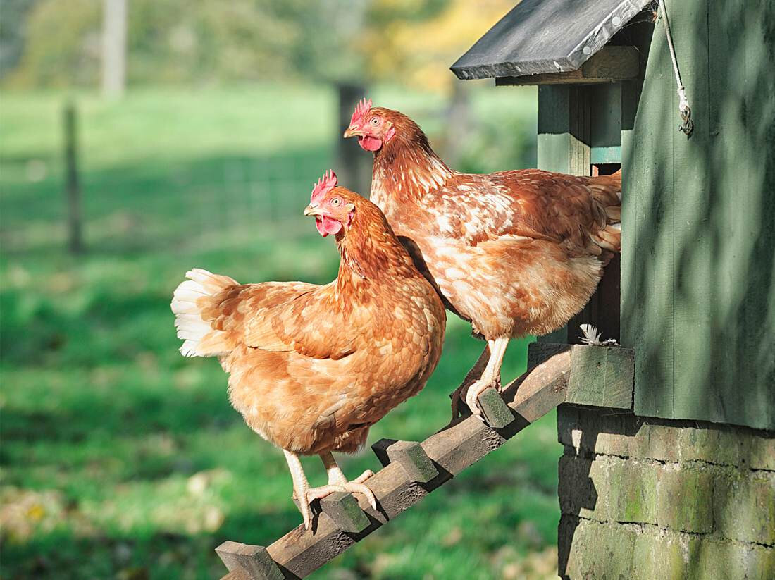 Donner Des Lentilles Crues Aux Poules Faire un poulailler et avoir un poulailler chez soi..et des poules